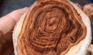 黄花梨盆栽价格是多少钱 海南黄花梨树苗价格