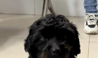 狗狗死后为什么不能埋,狗狗死后怎么安葬 老人火化狗狗满眼泪水