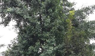 20年银杏树多少一棵 银杏树25公分价格