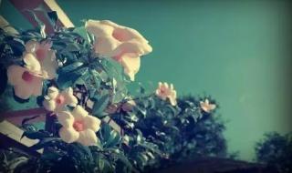 枕着你的名字入睡