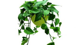 家里养的绿萝发黄怎么办 绿萝叶子发黄怎么办?